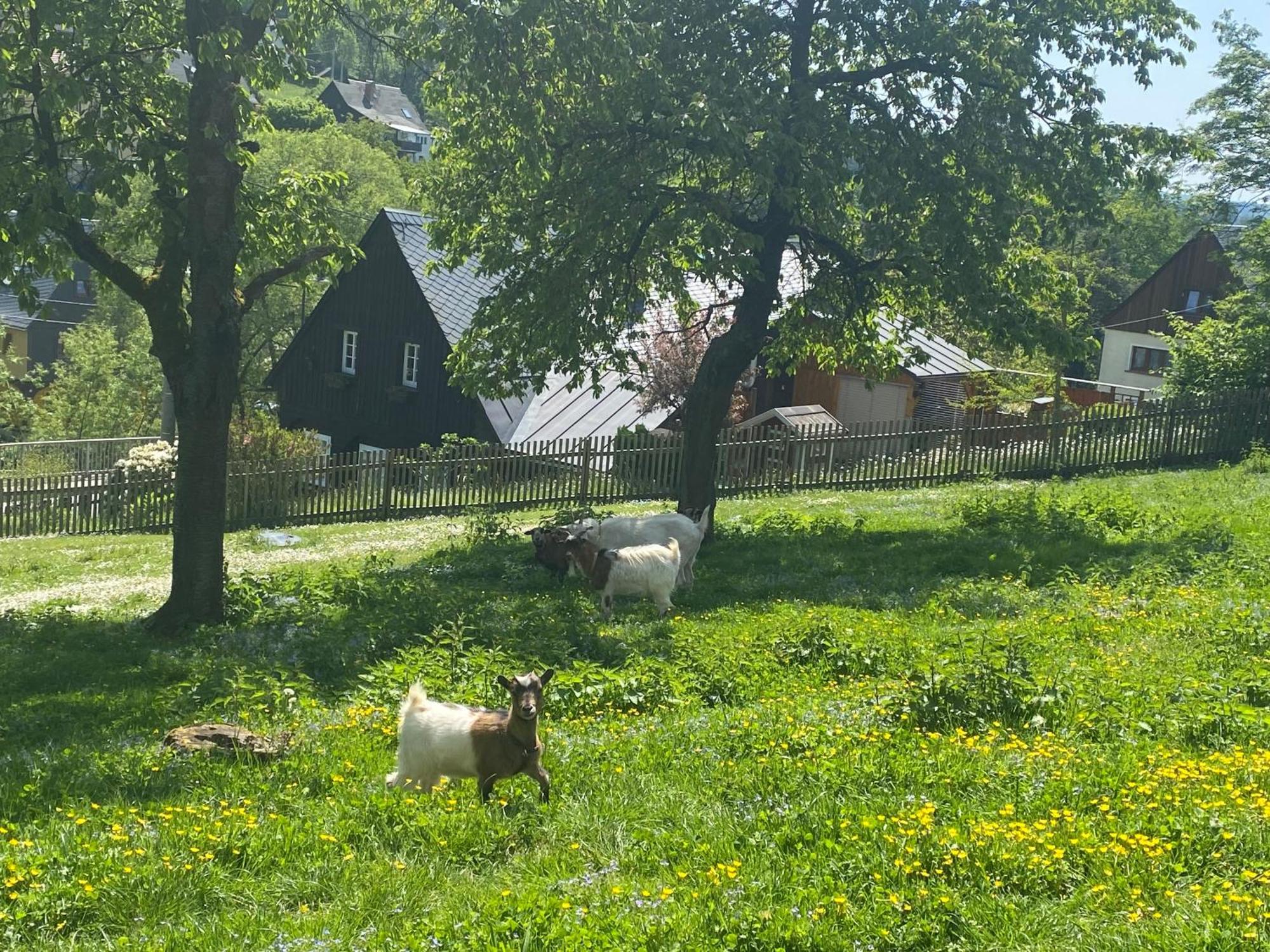 Kastanienhof Daire Hinterhermsdorf Dış mekan fotoğraf